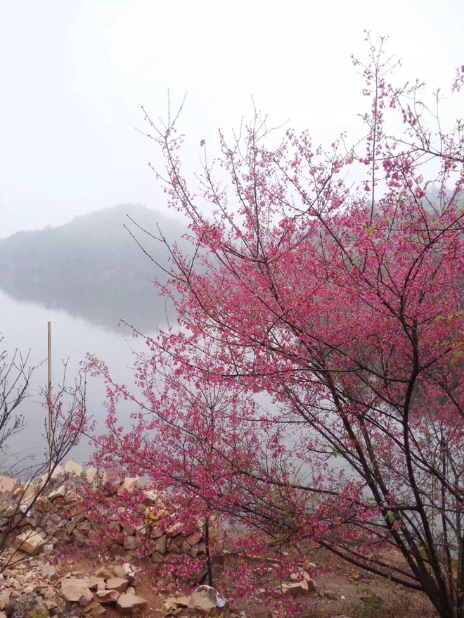 【梅州樱花谷】樱花雨