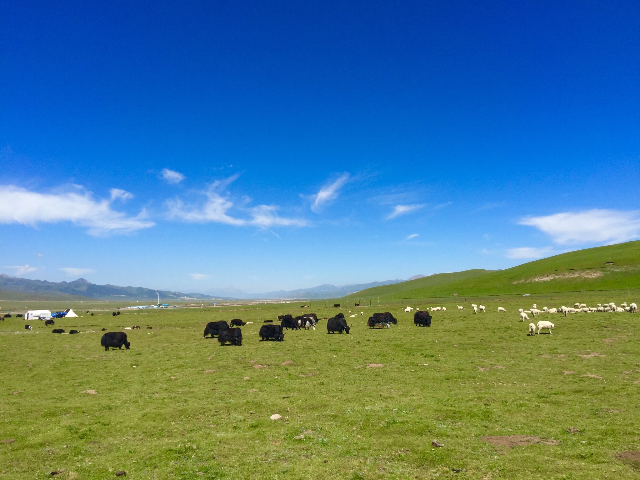 青海湖边的草原和牦牛,茶卡的云彩和星空,日月山上的经幡和羊群…和爱