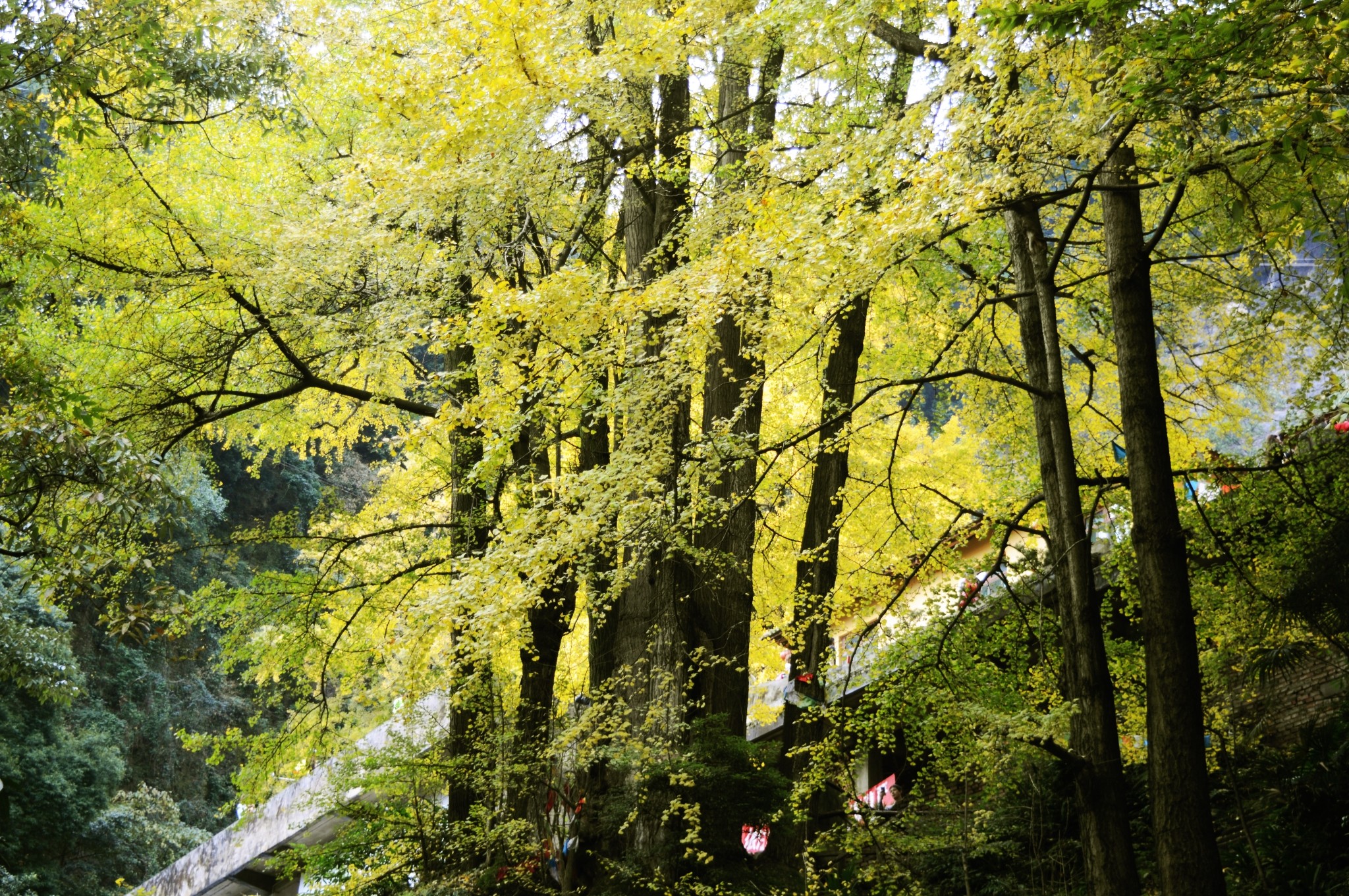 【川西之秋】白岩寺的秋叶图片40,大邑旅游景点,风景