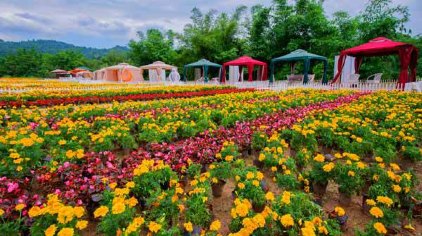 荔波四季花海门票