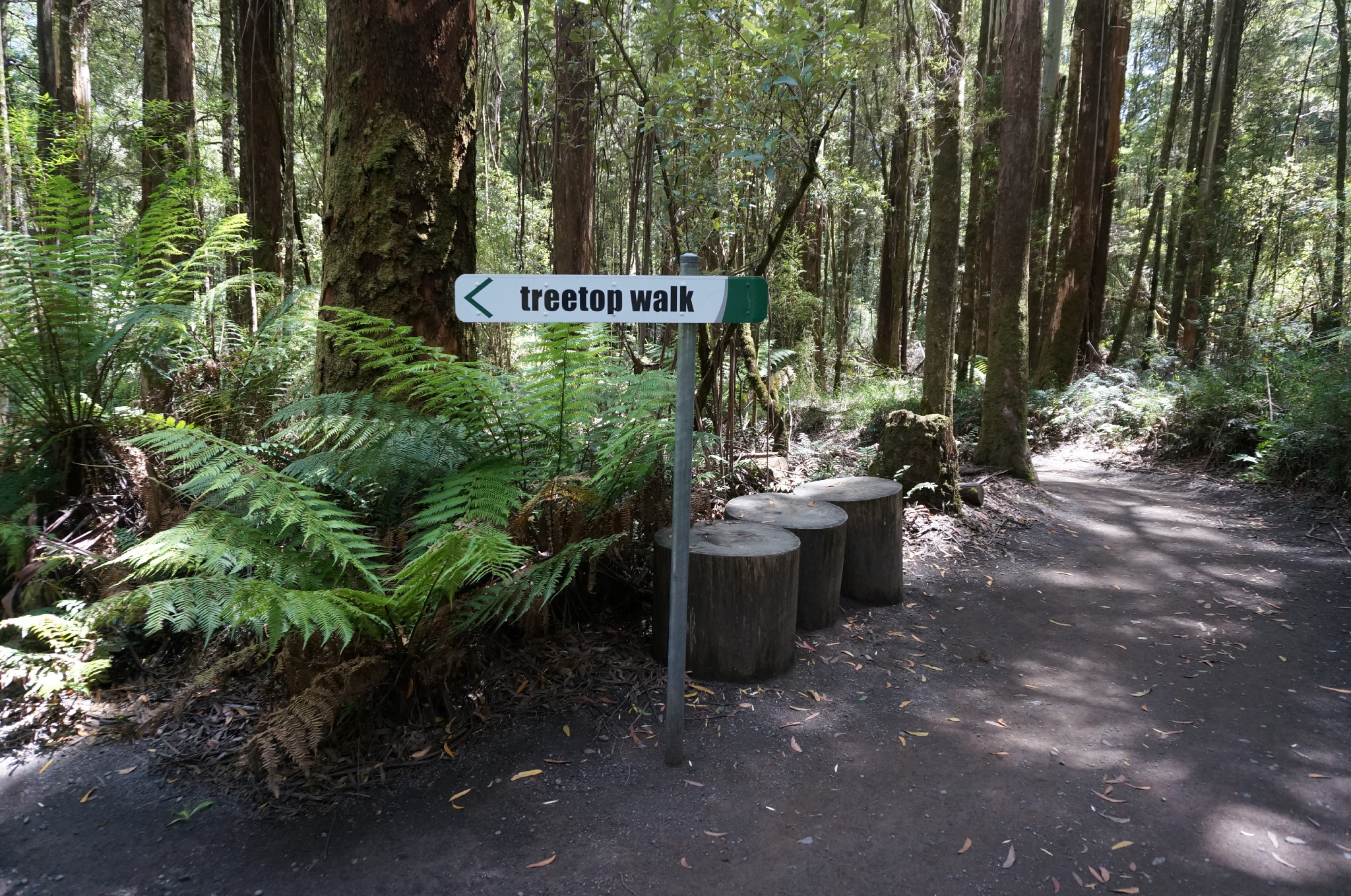 otway fly treetop adventures   