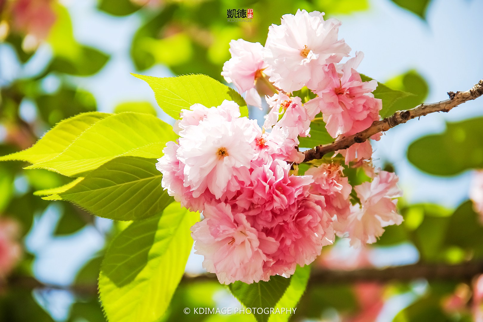 【樱花摄影技巧】拍樱花穿什么颜色好看，樱花季穿什么颜色衣服