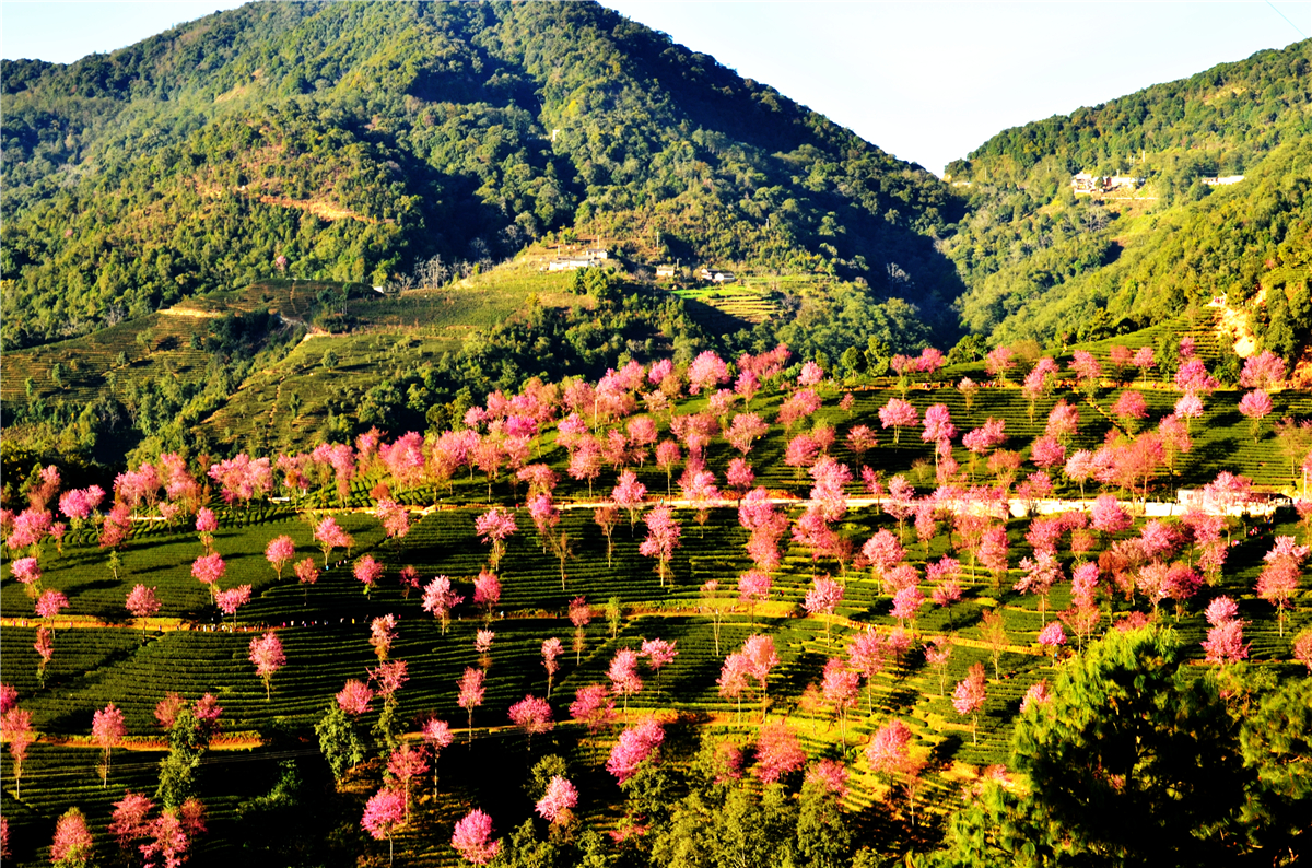 昆明出发周末自驾无量山樱花谷-----赏花,南涧旅游