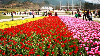 贵定金海雪山·四季花谷门票