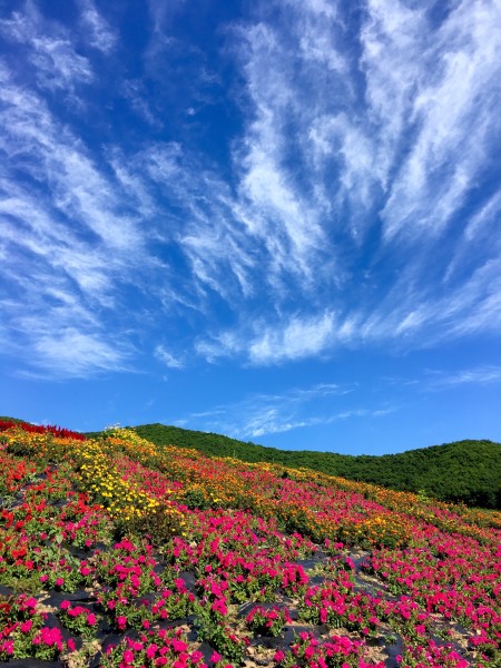 世界上最好看的花海 wKgBs1fCbuuAS2kSAA9Du7Bf6o037.jpeg?imageView2%2F2%2Fw%2F600%2Fh%2F600%2Fq%2F90