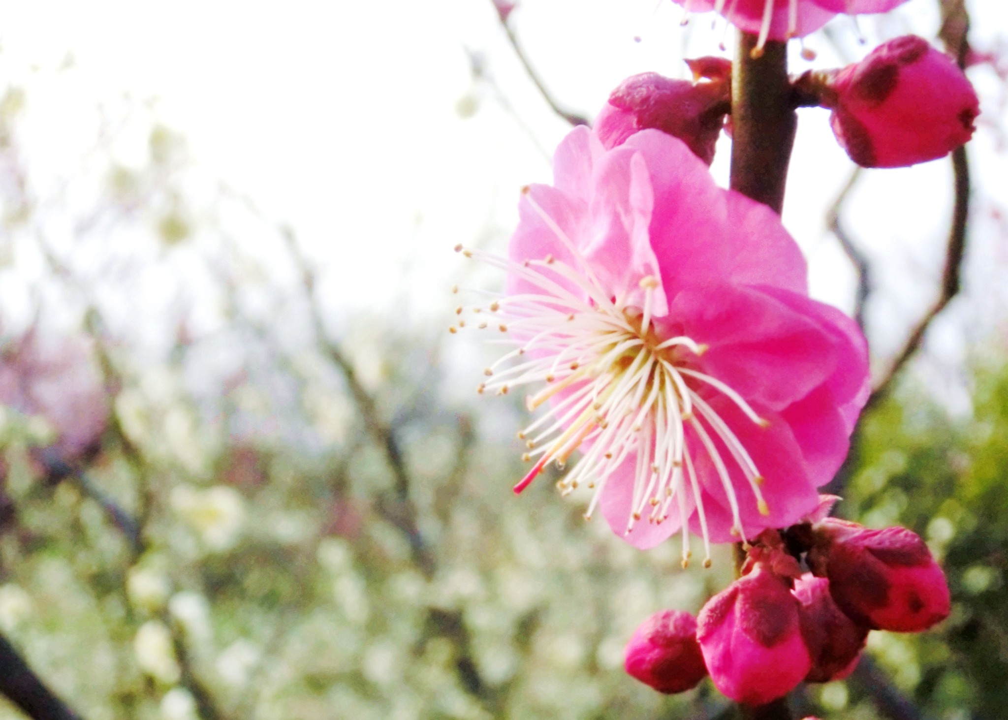 几月份去南京最好，天气怎么样，去几天合适