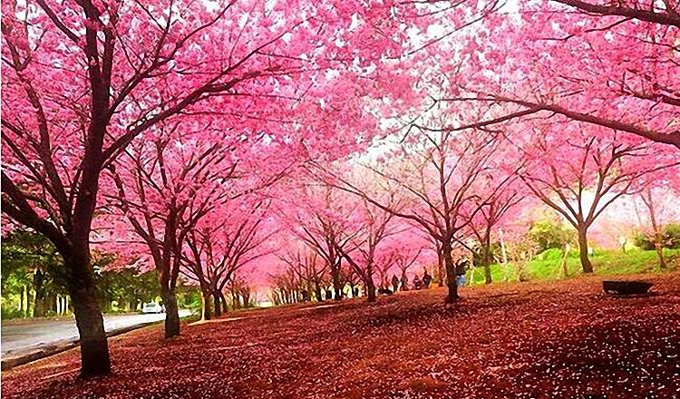 日本东京一日游 纯玩小包团\/浅草寺+明治神宫