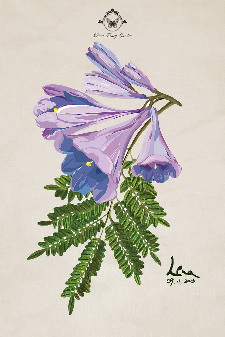 蓝花楹小镇grafton最强旅拍攻略(含赏花地图),绽放在南半球的紫色浪漫