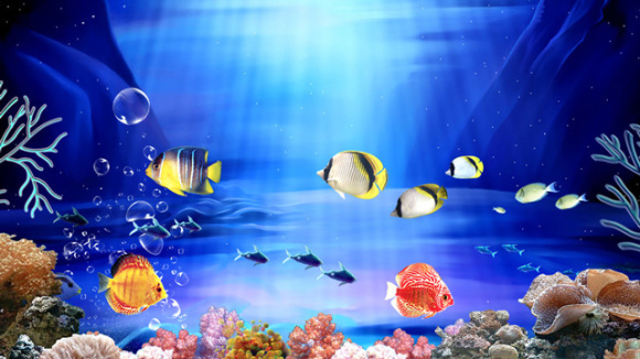 千岛湖海洋馆是一家集海洋生物观赏,海洋知识科普,海洋动物表演与合影于一体的体验式旅游景点,同时在这里您也可以观赏到88种千岛湖特有鱼种及四大家鱼展示。浏览到沉寂于湖底的千年狮城古迹的风貌,领略到徽派建筑的特有神韵。 该馆位于千岛湖中心旅游码头,交通便利。全馆分为千岛湖淡水鱼类区,海洋爬行动物区,海洋哺乳动物区,海洋软体动物区;海底隧道区,海洋生物亲密接触区。热带海洋红树林湿地区等。共展示海洋生物五百多种共计两千多尾。在这里从海底隧道可以看到凶猛的鲨鱼、展翅翱翔于海中的鳐鱼、行动迟缓的大海龟。在海洋触摸区