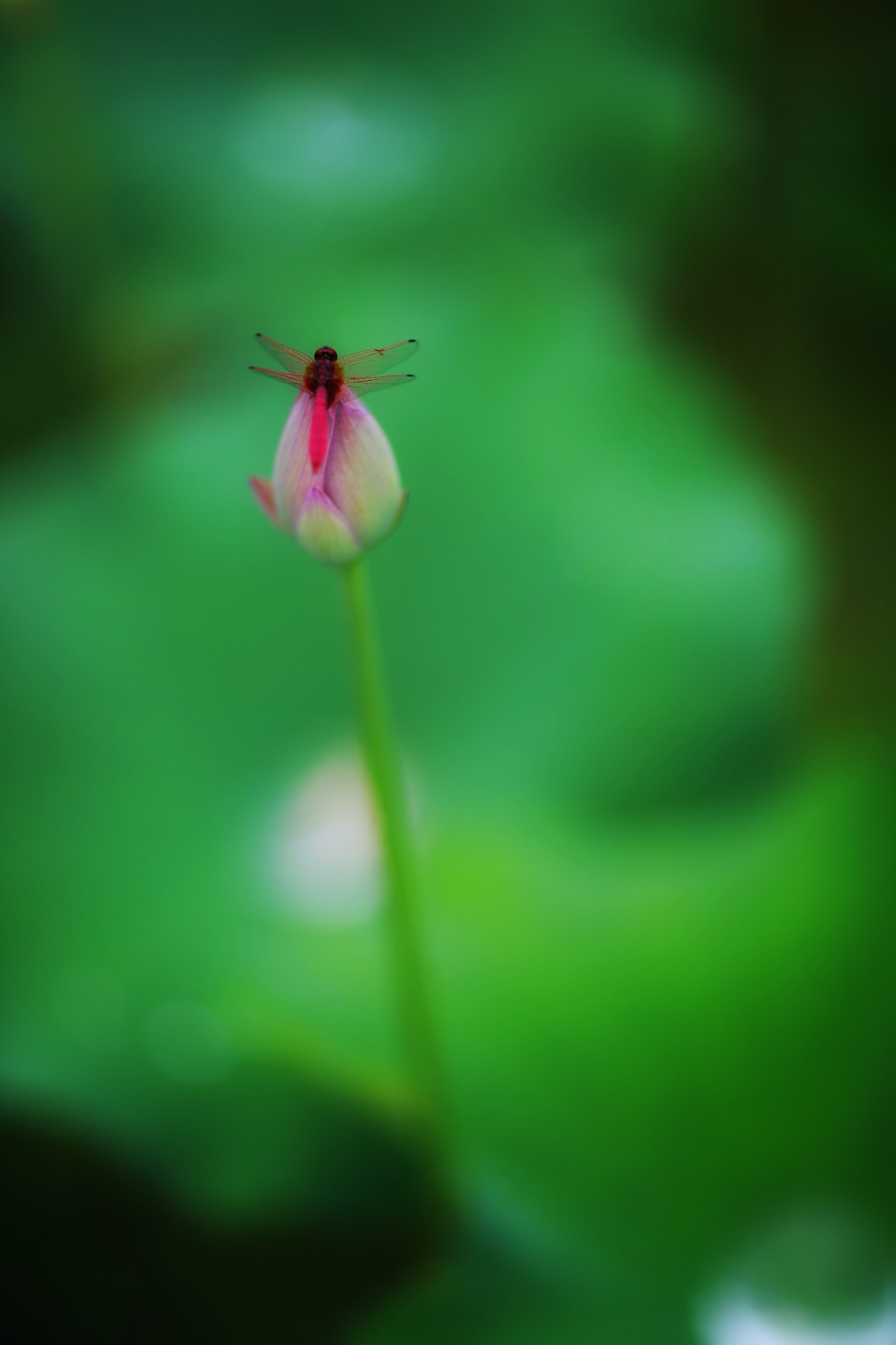 山重水路疑无路柳暗花明又一村猜成语