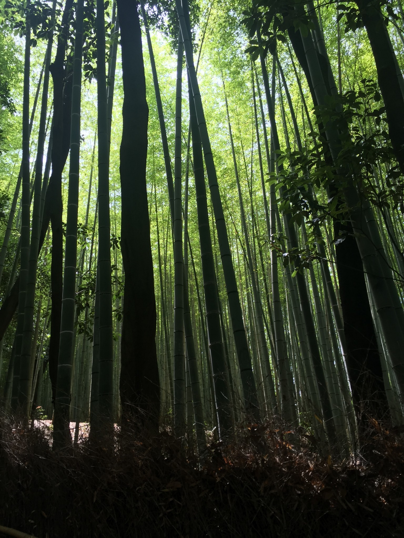 岚山竹林,《卧虎藏龙》的取景地,仿佛看到章子怡和梁朝伟在竹林中飞
