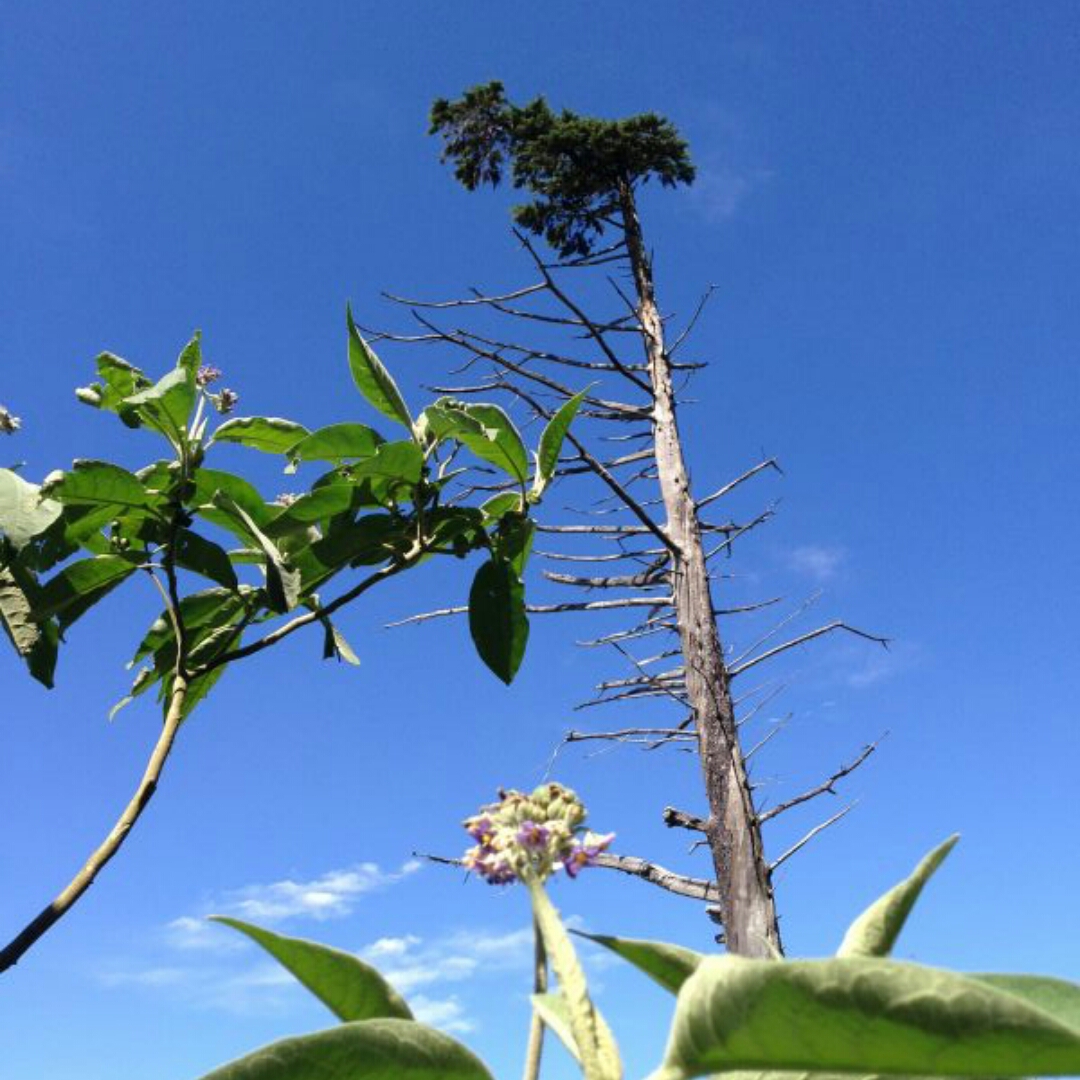 小草大树