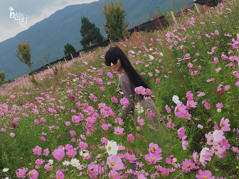 格桑花海