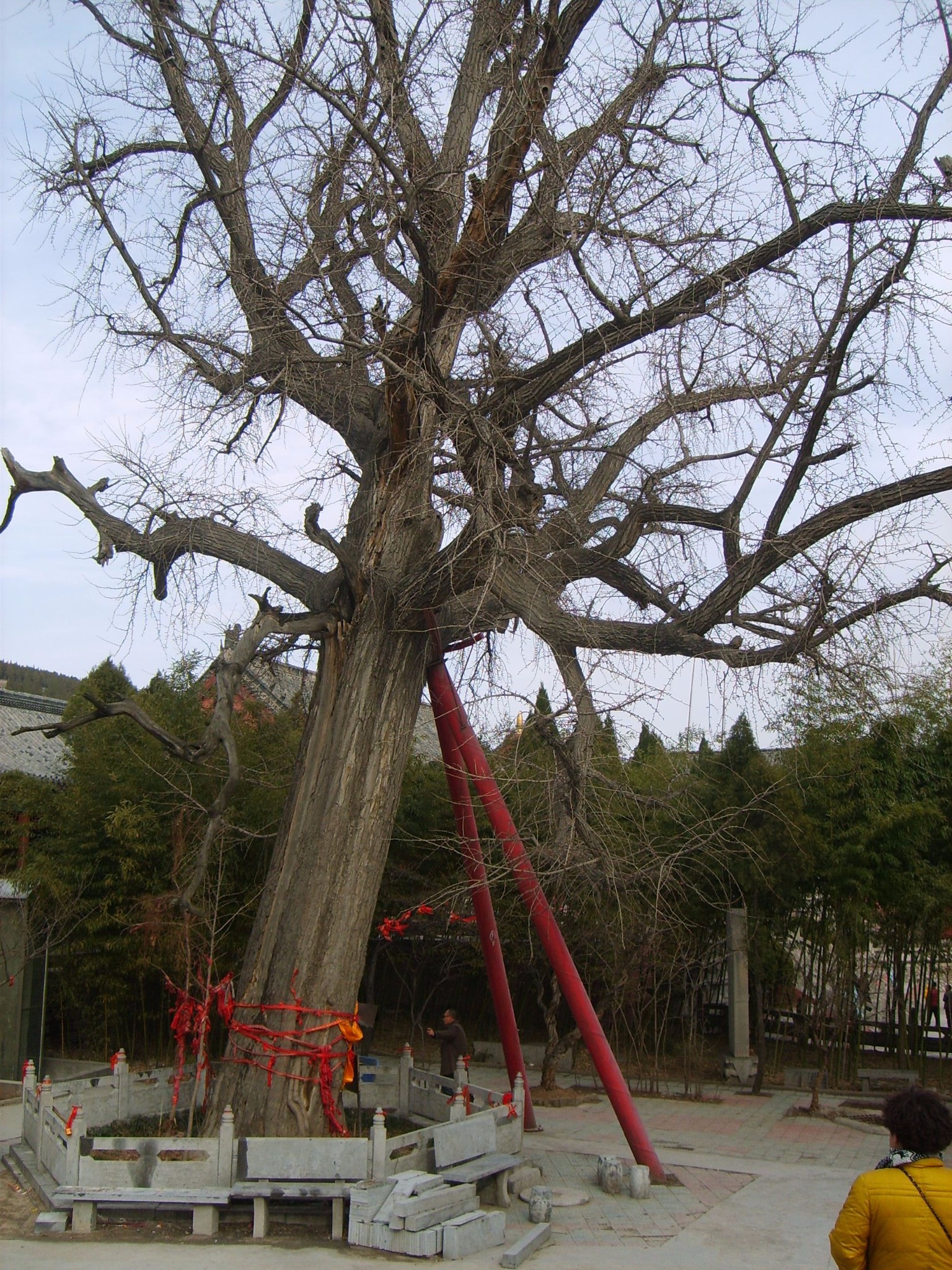 枣庄市峄城区榴园镇卜村人口_枣庄市峄城区图片(3)