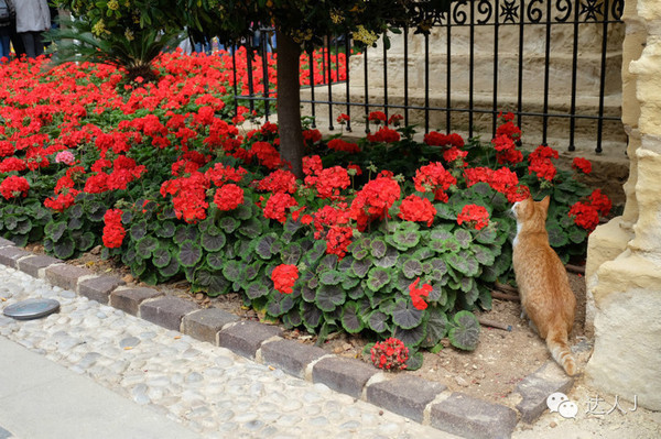 看看这只马耳他猫的表情,它好像错过了几个亿