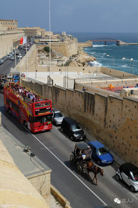 看看这只马耳他猫的表情,它好像错过了几个亿