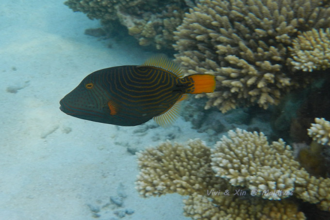 海底鱼类 海底世界 海底动物 鱼群 花草 石头 海