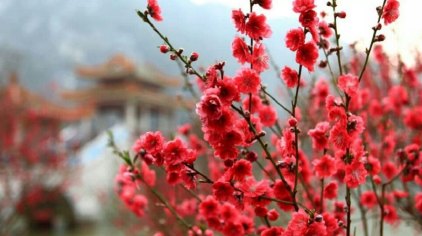 桃之夭夭,灼灼其华.艳丽的桃花提前绽放,为冷冽的寒冬歹带来一丝春意.