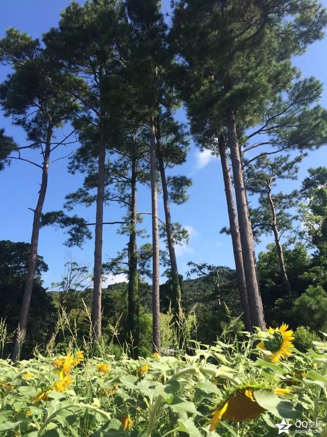 淡路岛八木入田