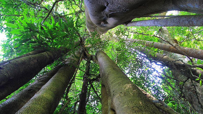 云南西双版纳望天树景区套票(360°全方位俯瞰原始雨林 挑战高空巨人