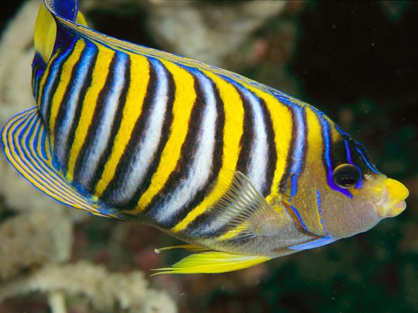 zt国家地理你好色彩缤纷的海洋生物