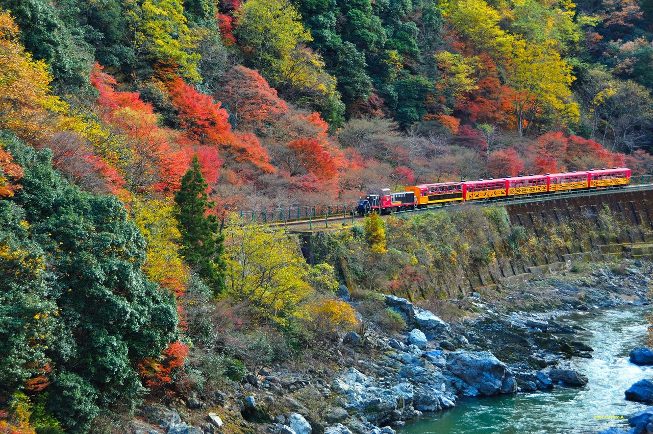 京都嵐山 小火車賞楓一日遊 哲學之道 嵐山 復古小火車(含午餐)