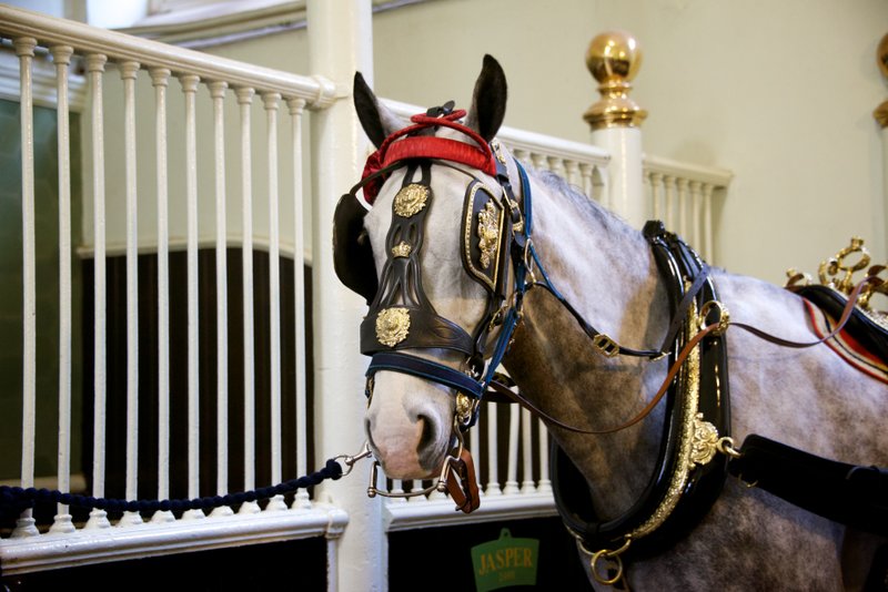 英国伦敦白金汉宫的皇家马厩 女王艺苑门票 小通票