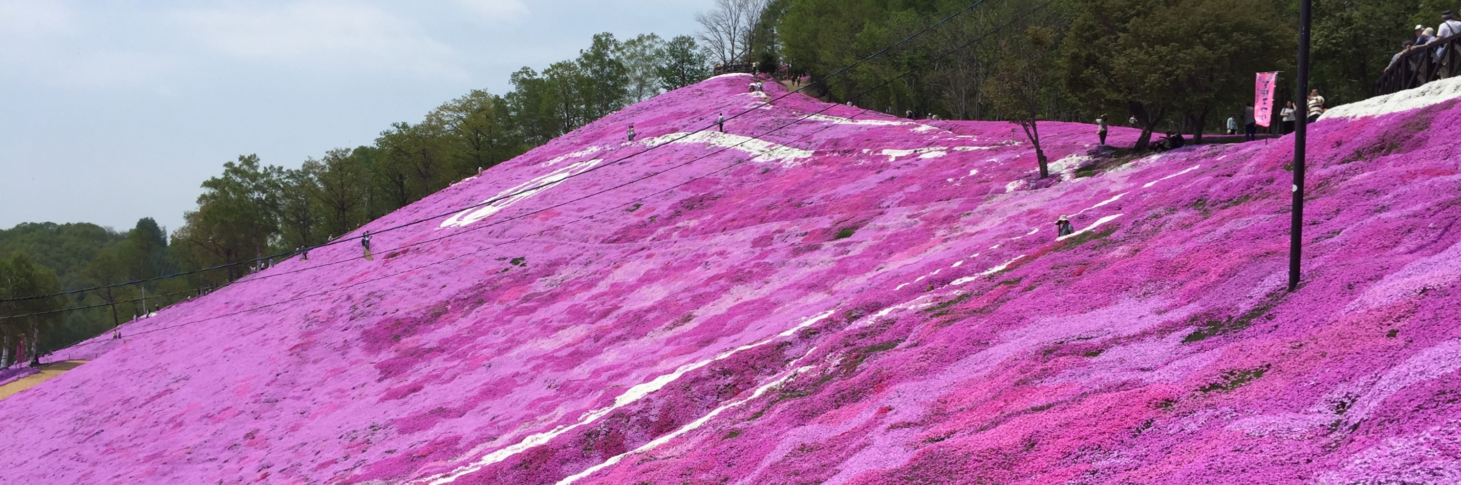 5月北海道亲子游 雪山不冷 芝樱正盛 美好的季节 旅游攻略 马蜂窝