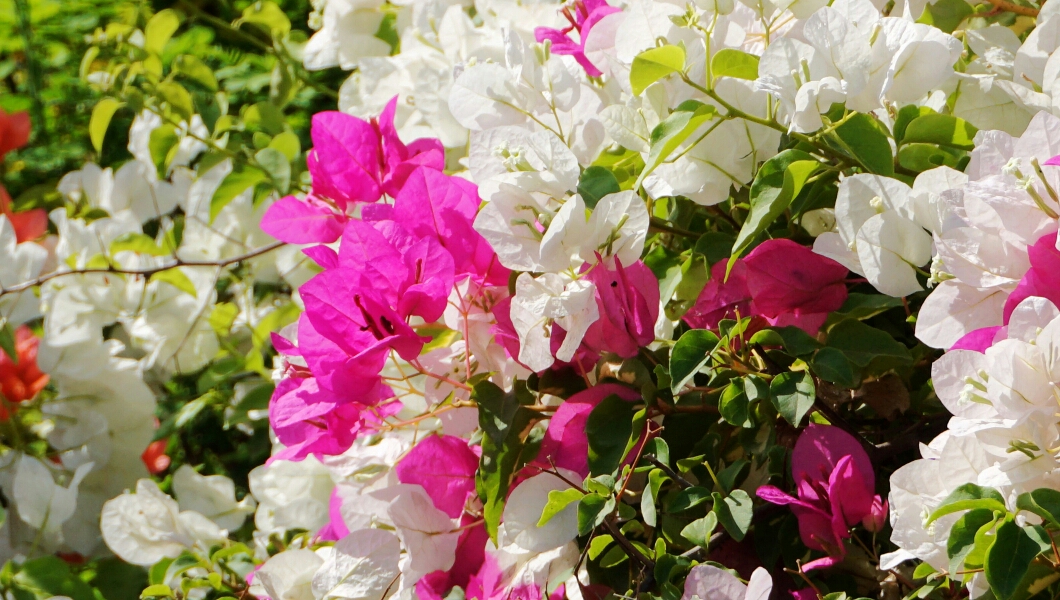 蓝毗尼花园圣地——摩耶夫人庙精华看点