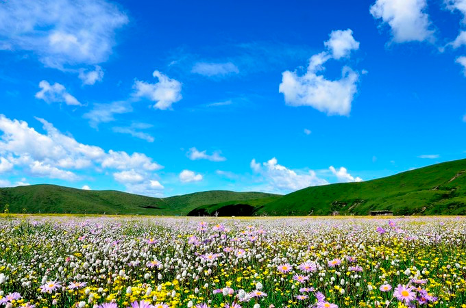 若尔盖大草原花海图片