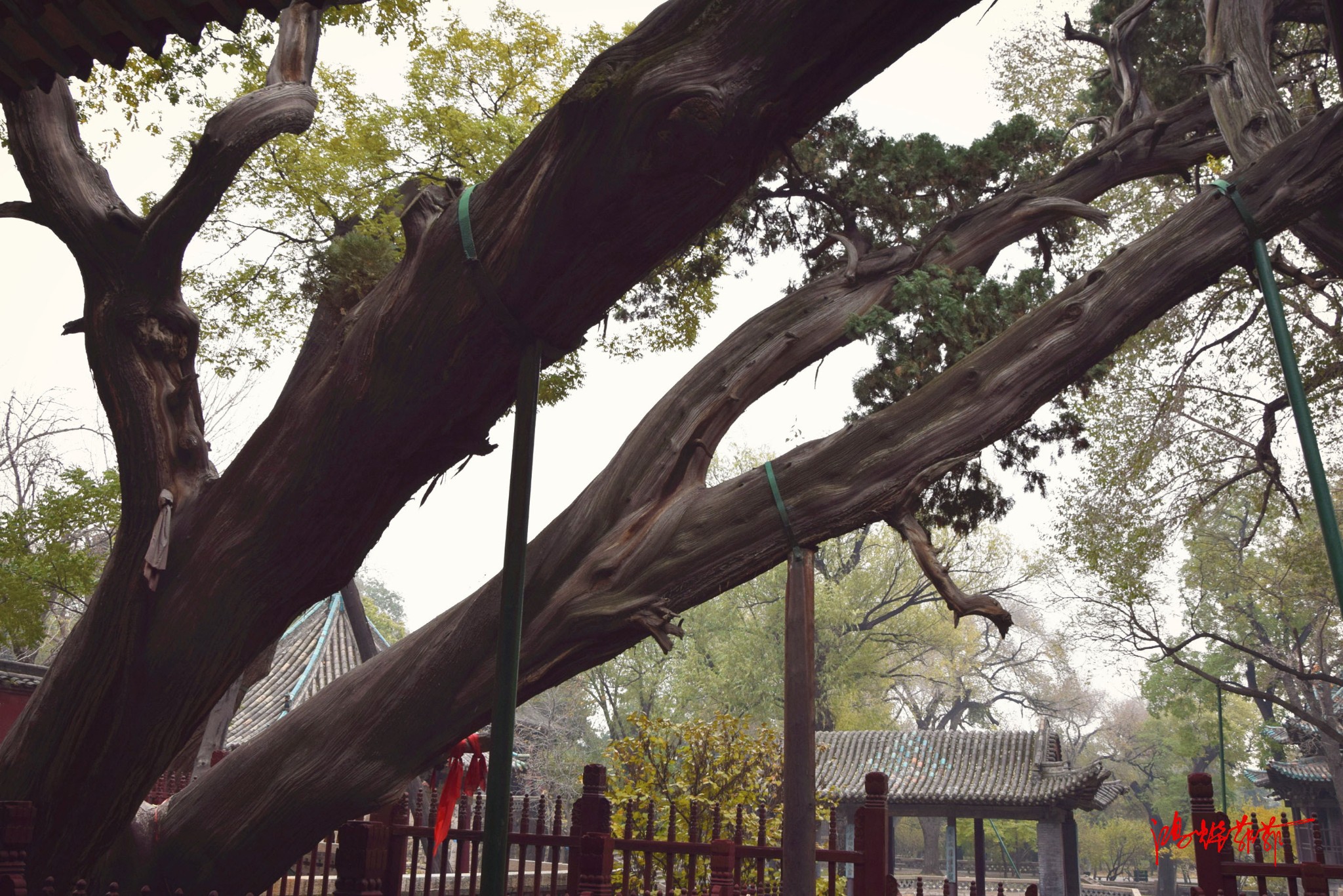 卧龙周柏:晋祠三绝之一.