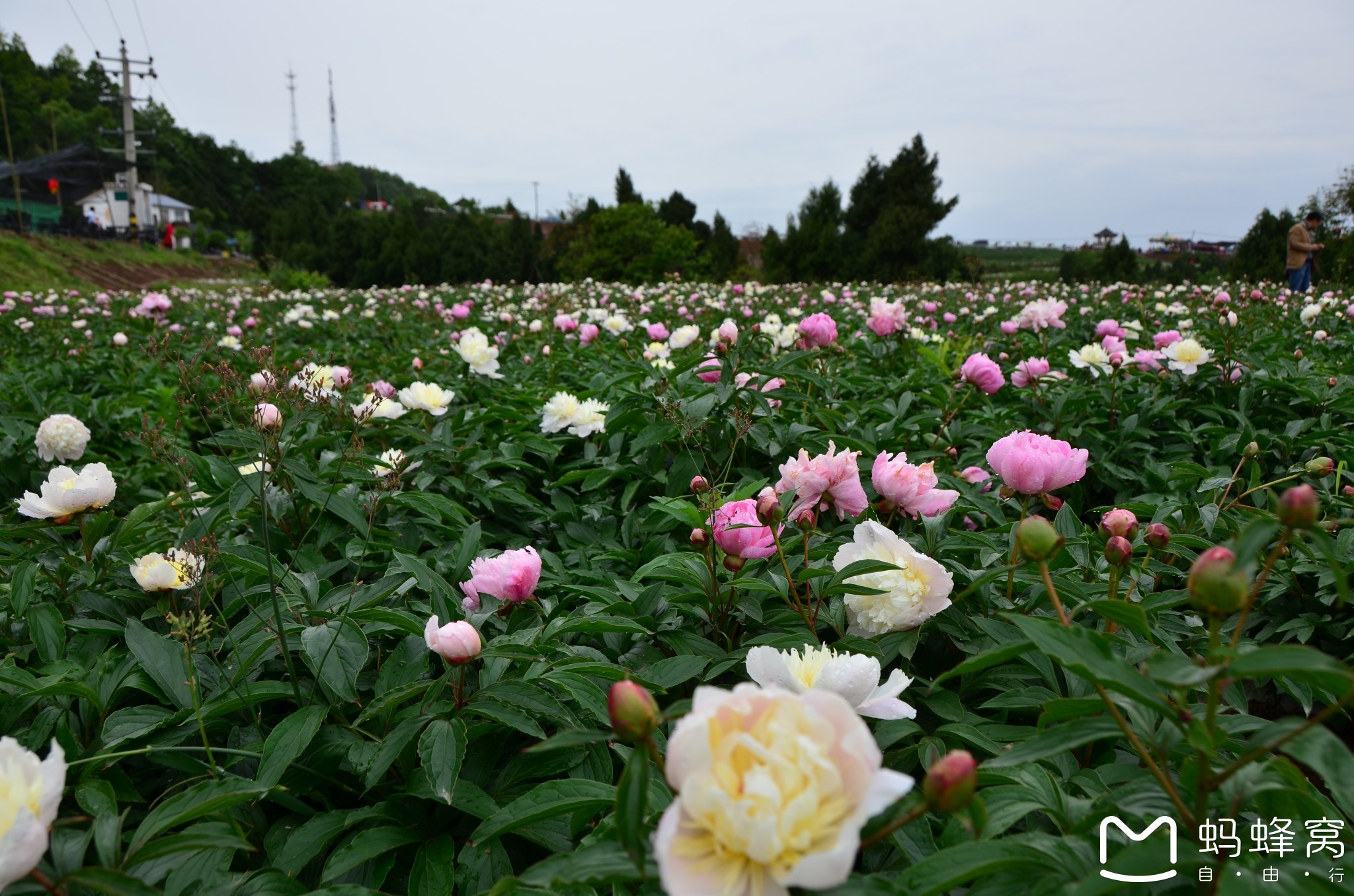 17----中江芍藥谷自駕一日遊圖片94,中江縣旅遊景點,風景名勝 - 馬