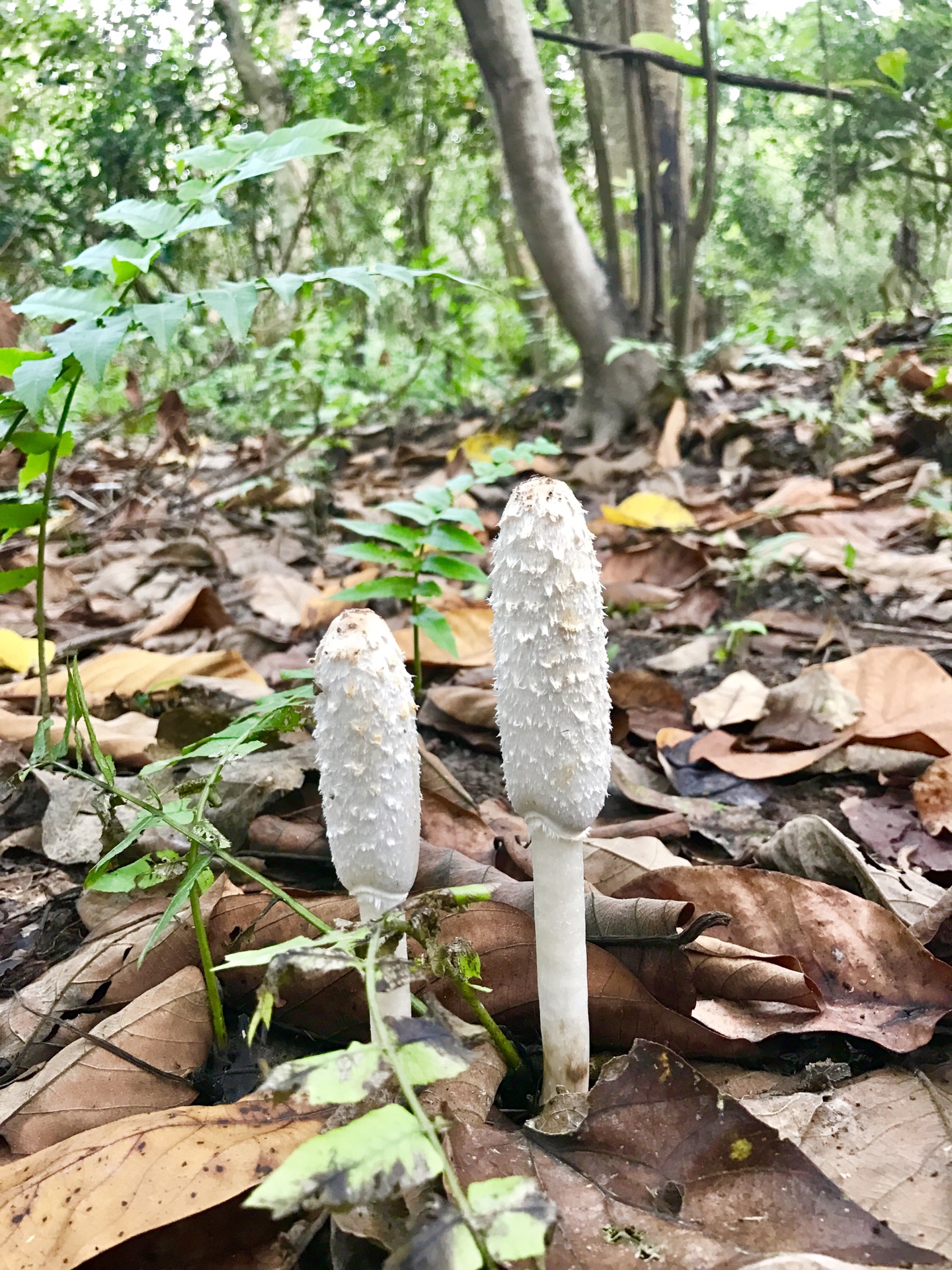 尼泊爾自助遊攻略