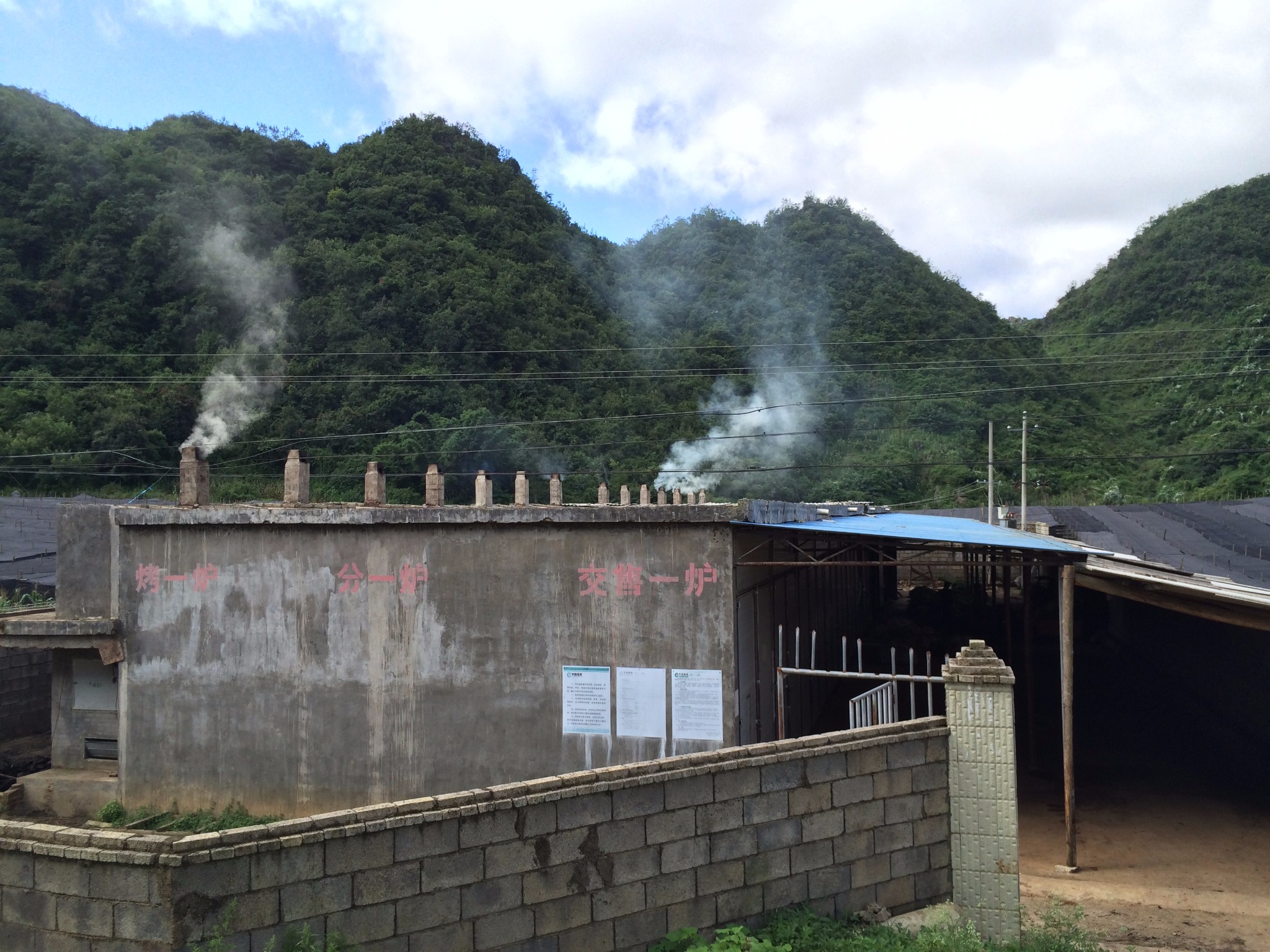    村民用各种工具把烟叶送到烤房