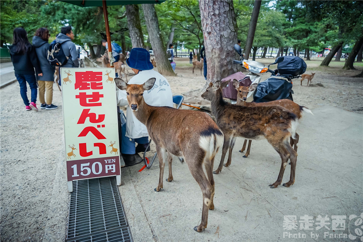 京都自助遊攻略