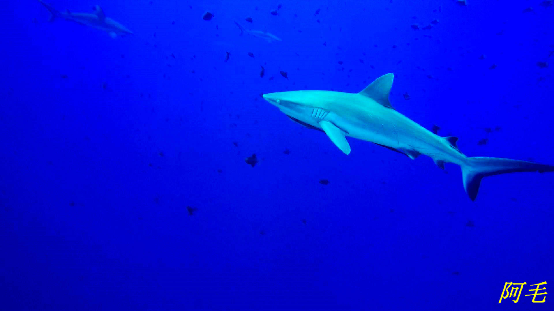 梦游黑河，探寻黑色鱼群跳跃的深层寓意