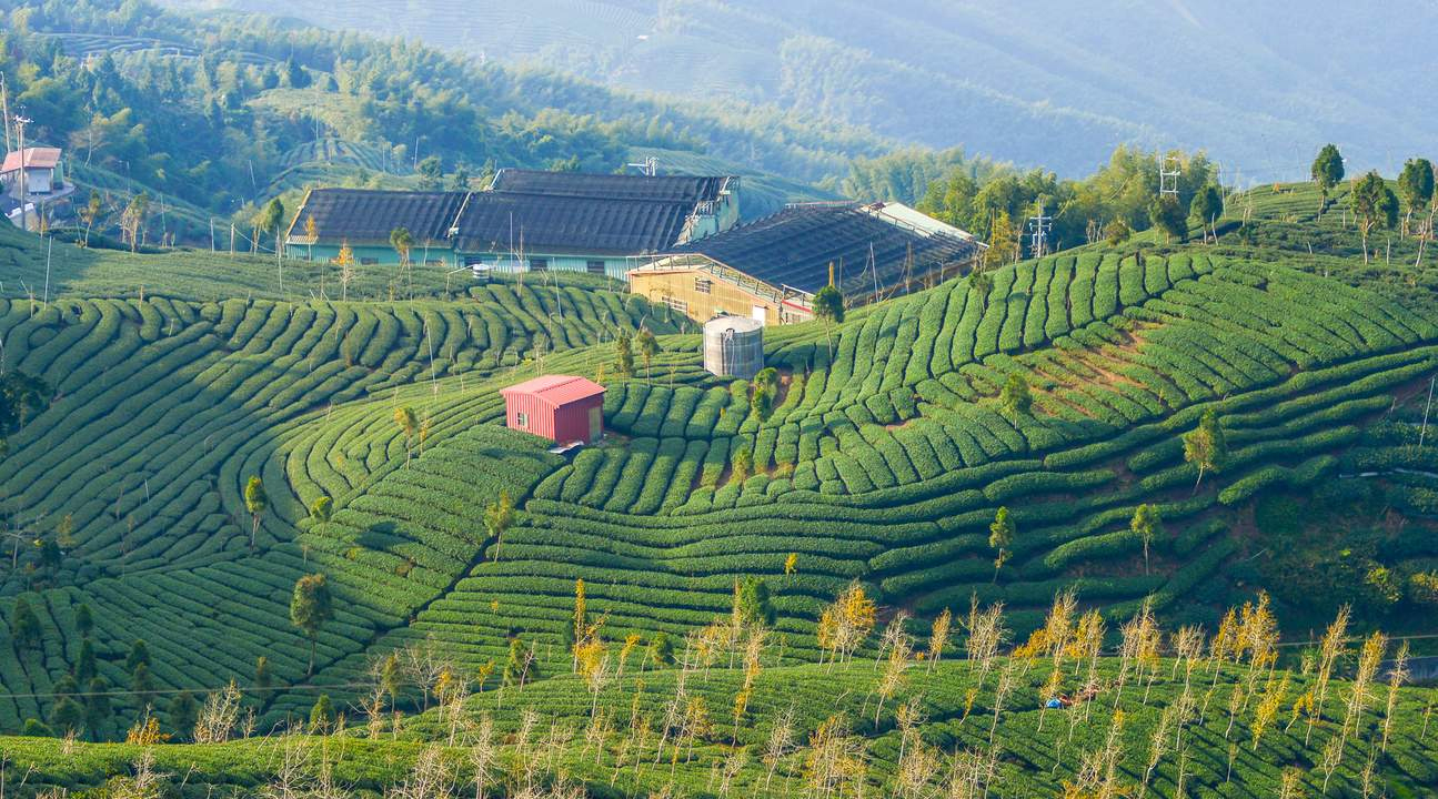 台湾 台北石碇千岛湖/八卦茶园茶乡秘境探索(品名产乌龙茶 眺览茶园