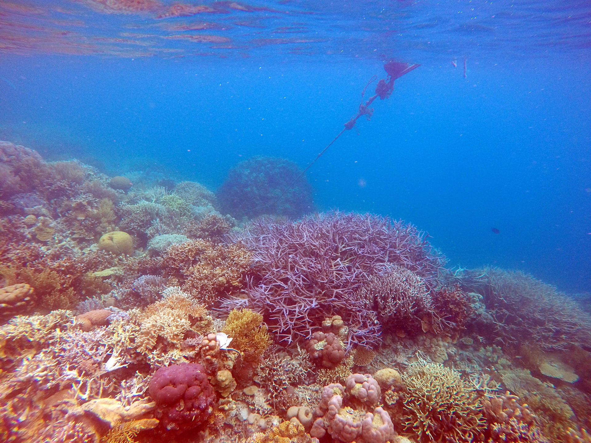 科隆島(巴拿馬)自助遊攻略