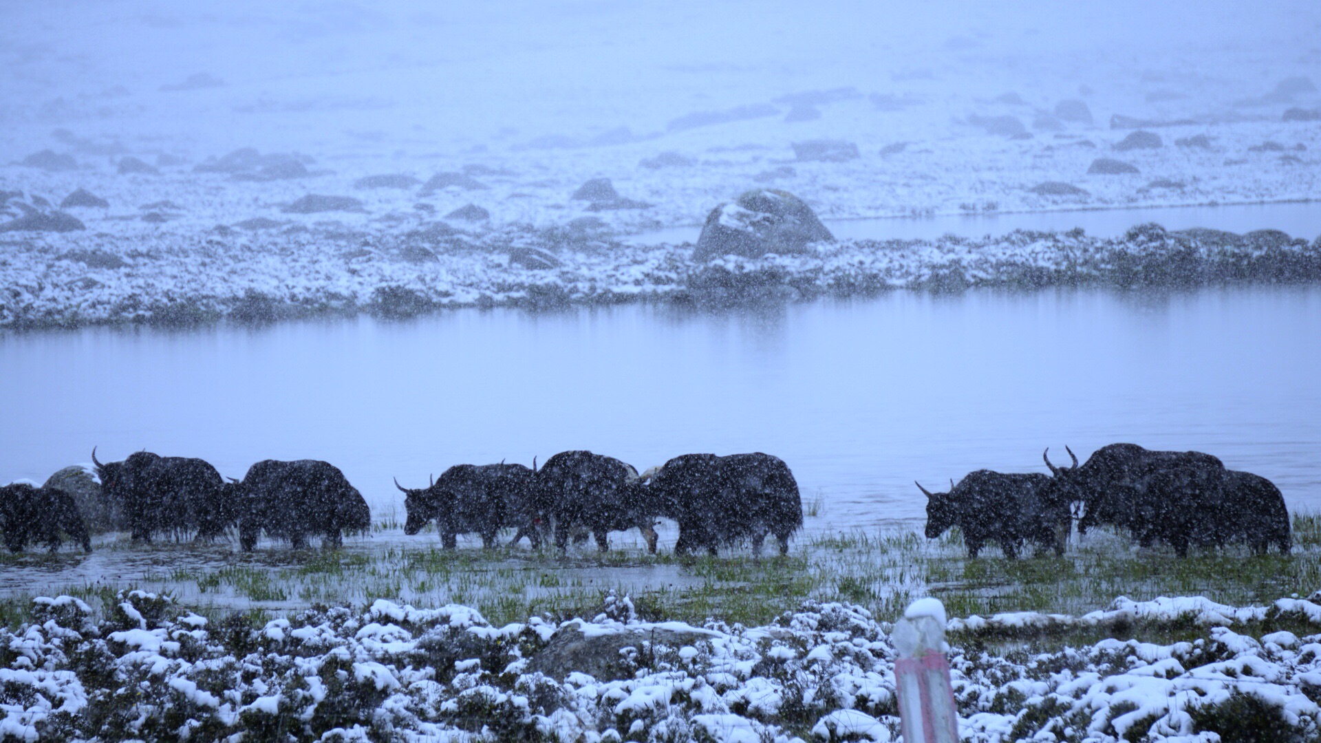 回复游记:理塘:那一场初秋的雪