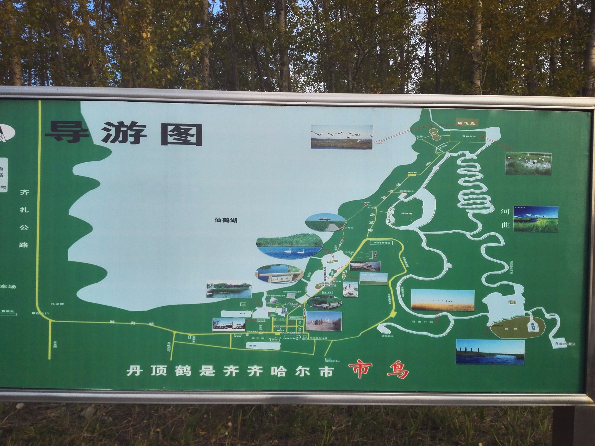 鹤舞九天 物我同游——游扎龙湿地