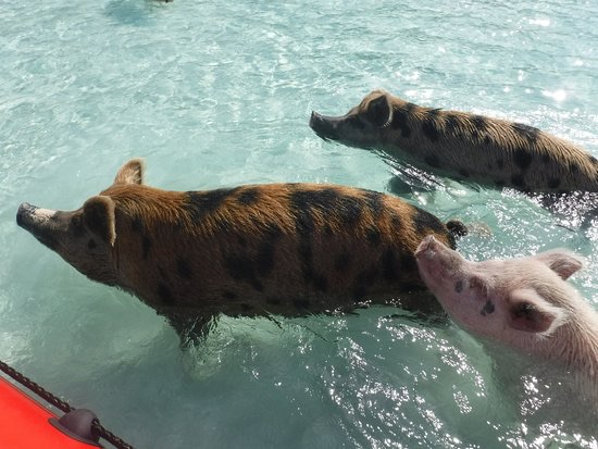 一天时间去猪岛,拿骚这个短途游值得选!