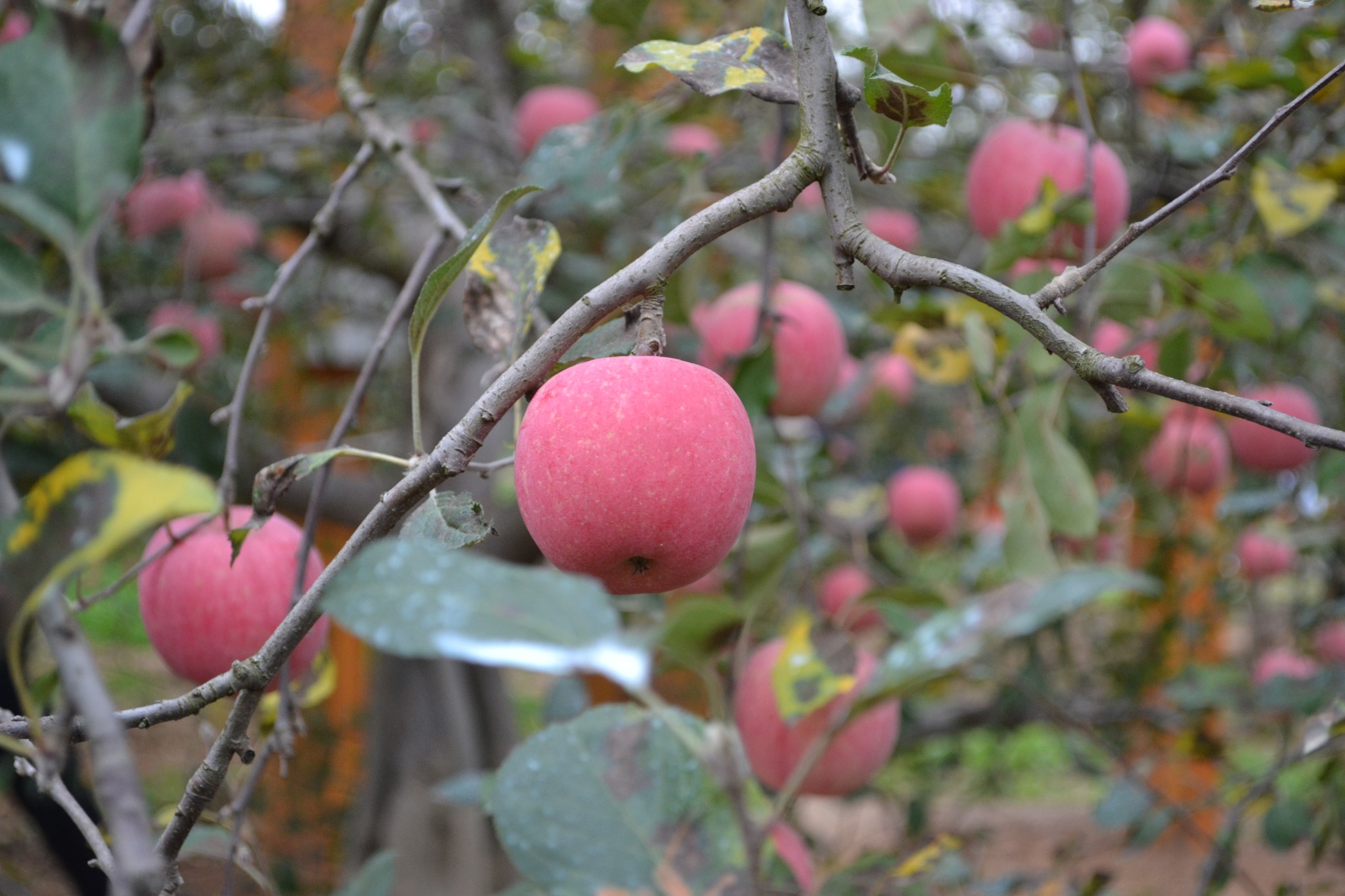 平谷十二果之六红富士——清脆爽口