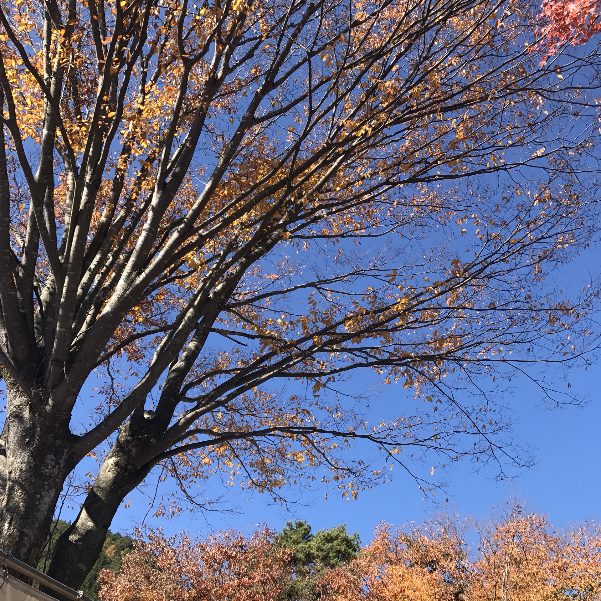 富士山自助遊攻略