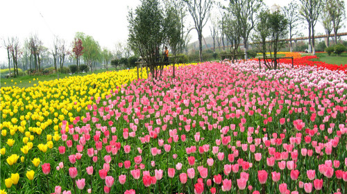 苏州苏州中国花卉植物园门票