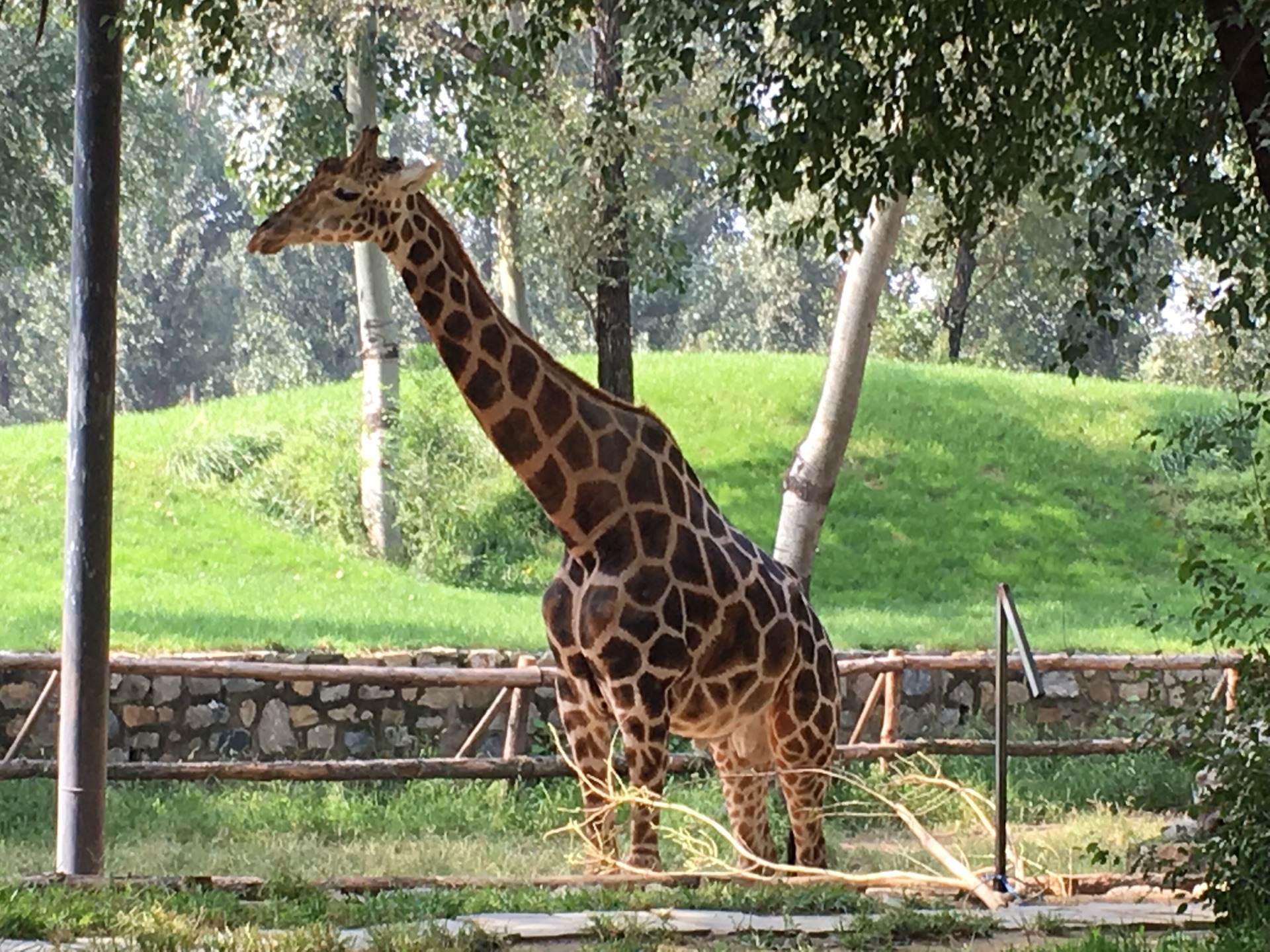 北京周边游:北京野生动物园 固安福朋酒店 周末遛娃好去处