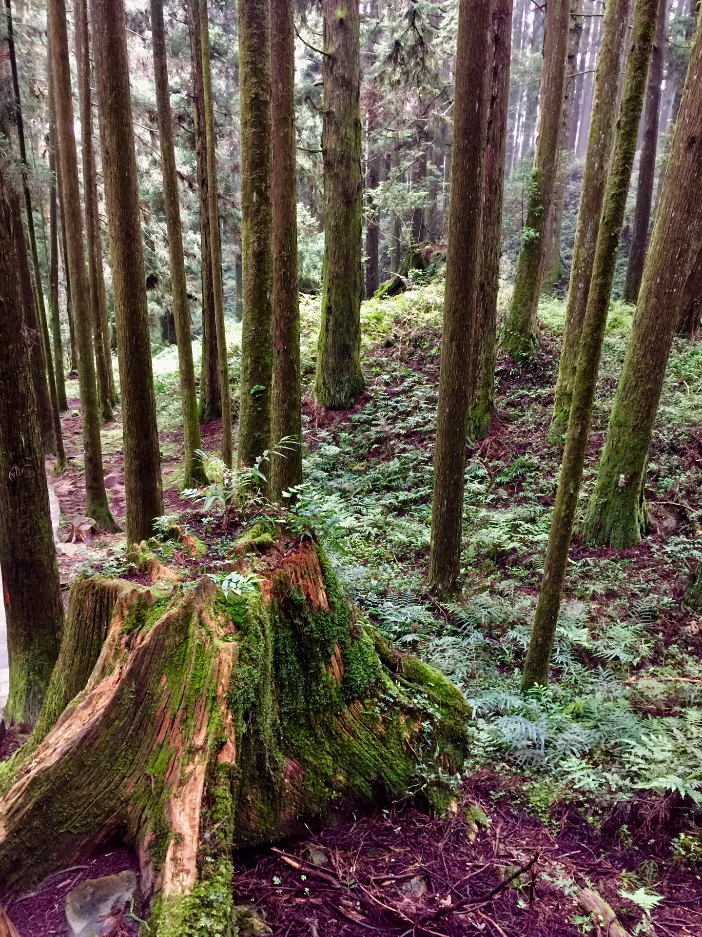 阿裡山自助遊攻略