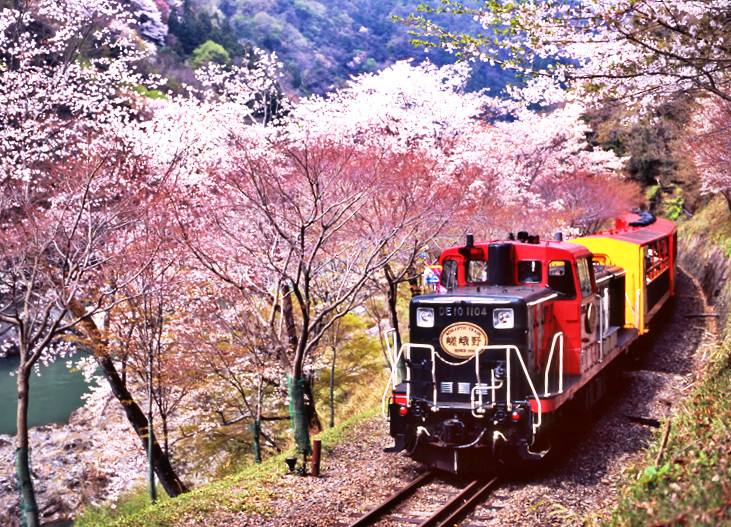 日本樱花季第三弹|关西赏樱地点全攻略:樱·鹿·你