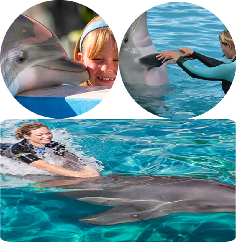 迈阿密水族馆海豚互动体验(两种项目可选/亲子活动必备)