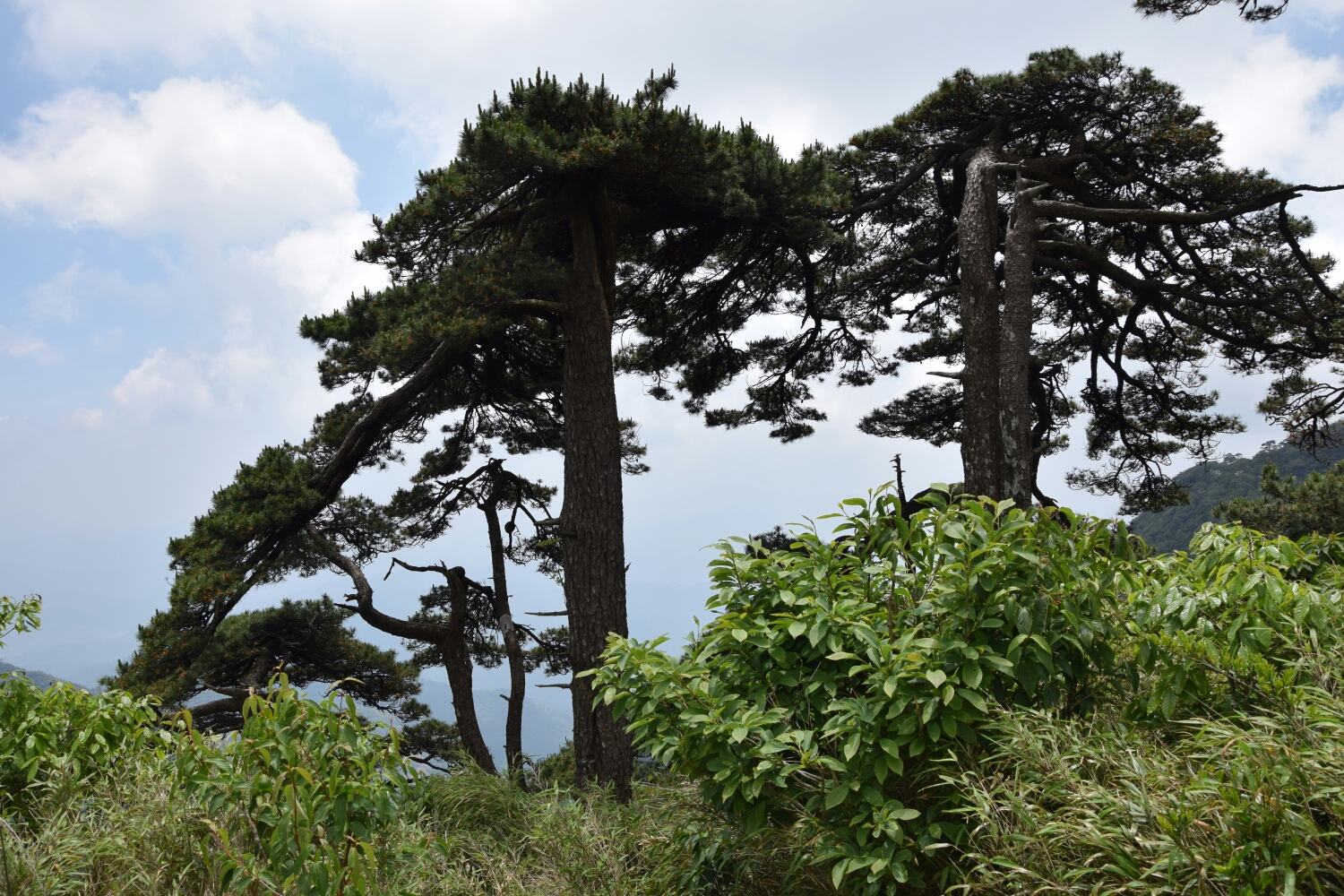 三清山自助遊攻略