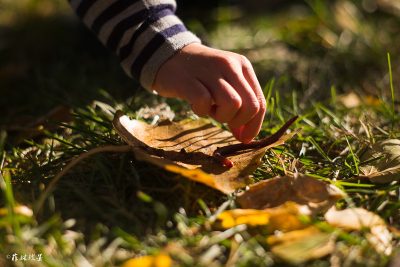 捡树叶,拔根儿,玩蚯蚓